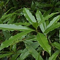 三斗石櫟 南投 日月潭 水社.jpg