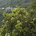 三斗石櫟 新北 烏來 下盆(1).jpg