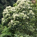 三斗石櫟 新北 烏來 哪哮(1).jpg