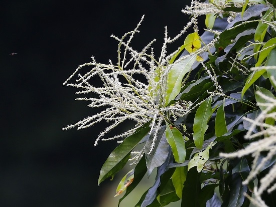 三斗石櫟 新北 烏來 哪哮.jpg