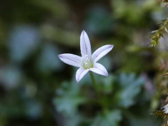 山桔梗 宜蘭 太平山.jpg