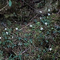 五葉黃連 宜蘭 太平山 翠峰湖.jpg