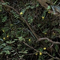 台灣金絲桃 陽明山國家公園 大屯山(1).jpg