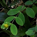 台灣金絲桃 陽明山國家公園 大屯山(2).jpg