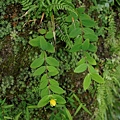台灣金絲桃 陽明山國家公園 大屯山.jpg