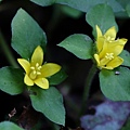台灣珍珠菜 台7甲 思源(1).jpg