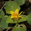 台灣珍珠菜 宜蘭 太平山 翠峰湖.jpg