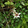 台灣莓 太平山 翠峰湖山莊.jpg