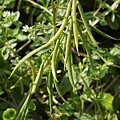 台灣黃菫 苗栗 馬那邦山.jpg