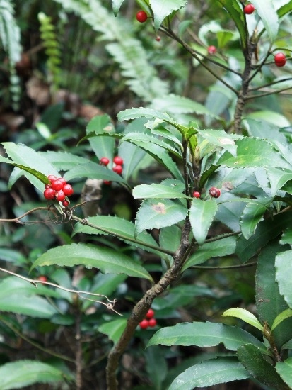 玉山紫金牛 新北 石碇 筆架山.jpg