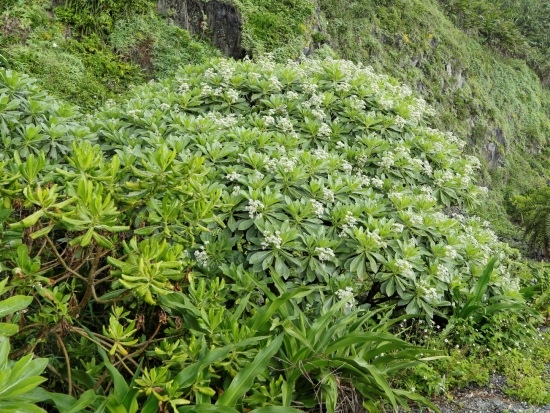 白水木 宜蘭 東澳 粉鳥林.jpg