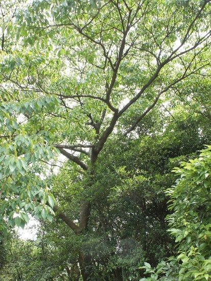 白桕 新北 汐止 汐萬路.jpg