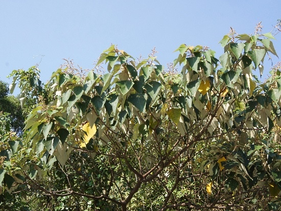 白匏子 新北 八里 長道坑.jpg