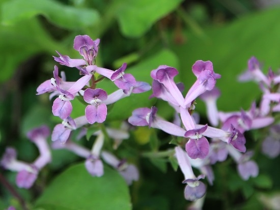 伏莖紫菫 東北角海岸 南子吝(1).jpg