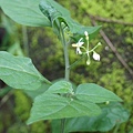 光枝木龍葵 台北 士林 芝山岩.jpg