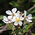 光葉薔薇 台中 大肚山(1).jpg