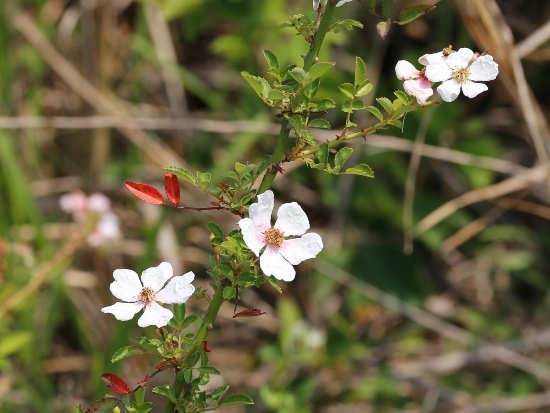 光葉薔薇 台中 大肚山(3).jpg