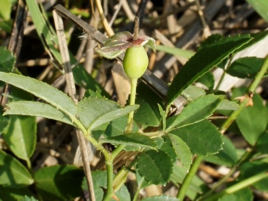 光葉薔薇 台中 大肚山(5).jpg