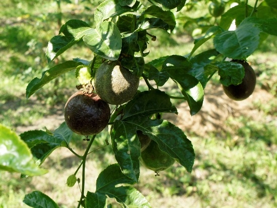 百香果 南投 竹山 冷水坑.jpg