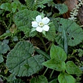刺萼寒莓 宜蘭 太平山 翠峰湖.jpg