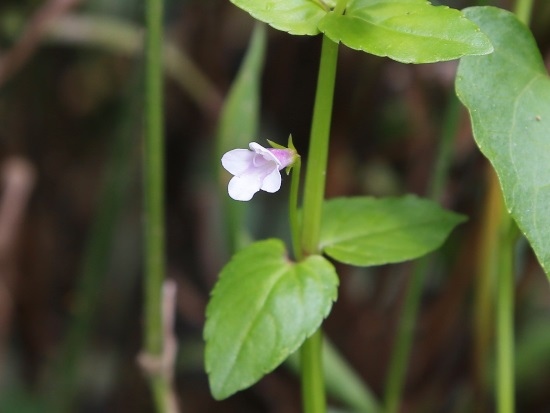 定經草 南投 魚池鄉 蓮華池.jpg