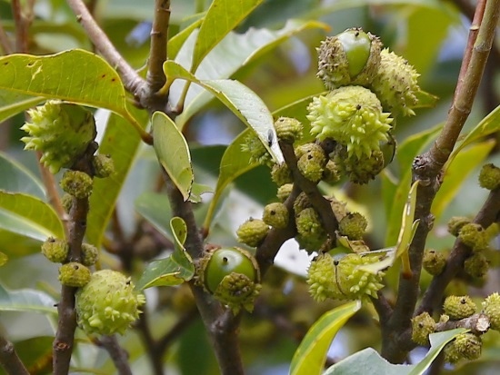 長尾尖葉櫧 北橫 東眼山.jpg
