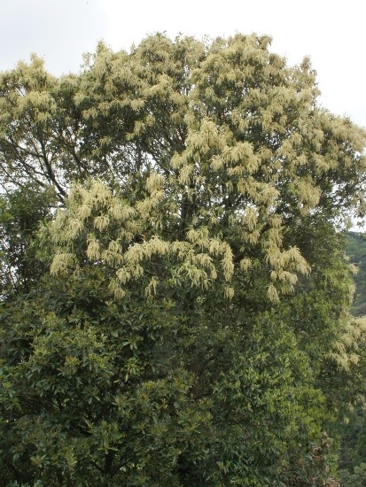 長尾尖葉櫧 北橫 霞雲坪.jpg