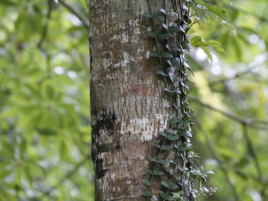 長尾尖葉櫧 新北 烏來 哪哮.jpg