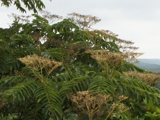 食茱萸 桃園 蘆竹 大古山.jpg