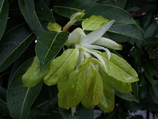 島榕 台北 士林 外雙溪.jpg