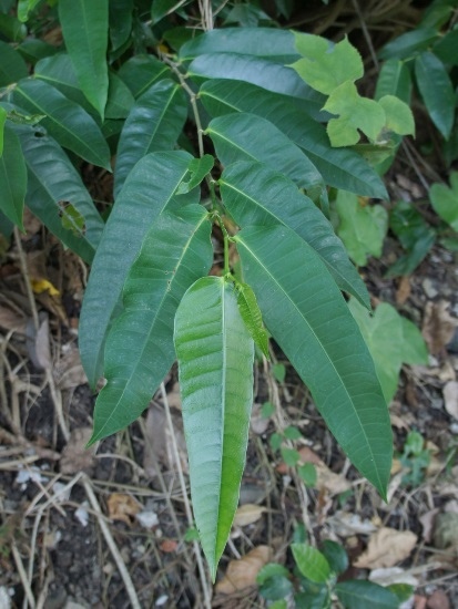 島榕 台北 士林 芝山岩(2).jpg