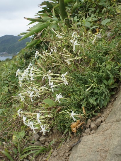 基隆蠅子草 基隆海邊(1).jpg