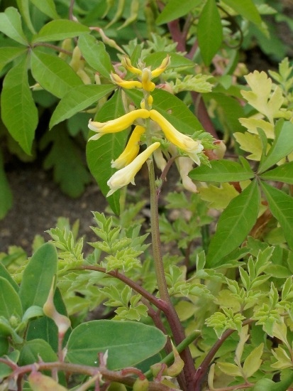 密花黃堇 北海岸 老梅(1).jpg