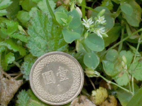 荷蓮豆草 陽明山國家公園 二子坪.jpg