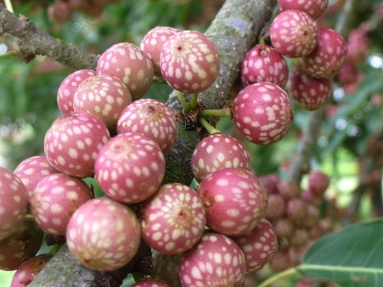 雀榕 台中 西屯.jpg 雀榕 台中 西屯.jpg