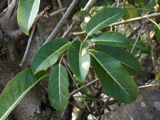 雀榕 台北 士林 內雙溪.jpg 雀榕 台北 士林 內雙溪.jpg