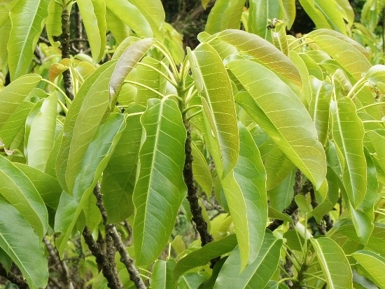 雀榕 台北 士林 外雙溪.jpg 雀榕 台北 士林 外雙溪.jpg