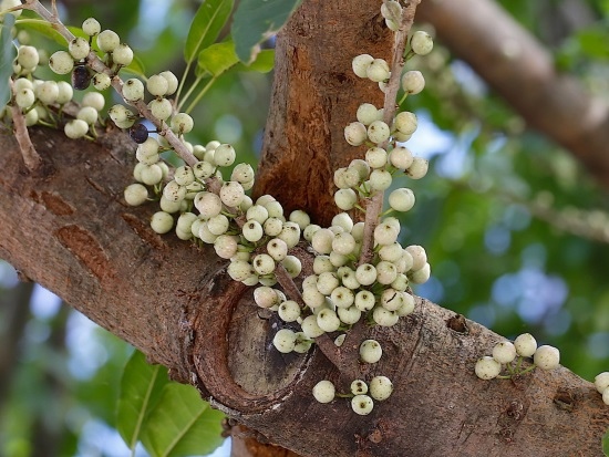 雀榕 台北市區 台大校園.jpg 雀榕 台北市區 台大校園.jpg