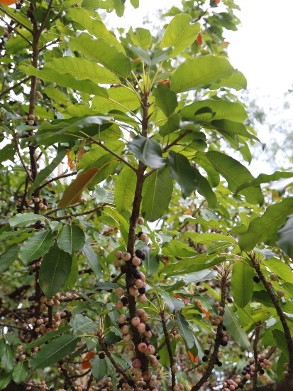 雀榕 台北 南港 舊庄.jpg 雀榕 台北 南港 舊庄.jpg