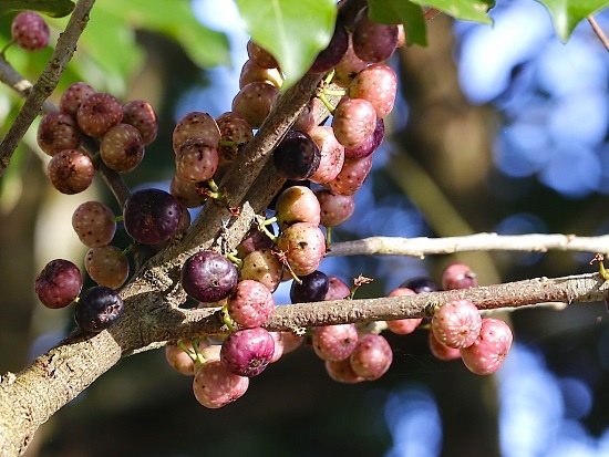 雀榕 新北 新店 碧潭.jpg 雀榕 新北 新店 碧潭.jpg