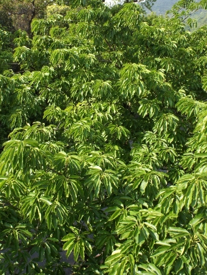 雀榕 陽明山國家公園 後山公園.jpg
