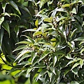 單刺苦櫧  陽明山國家公園 後山公園(1).jpg