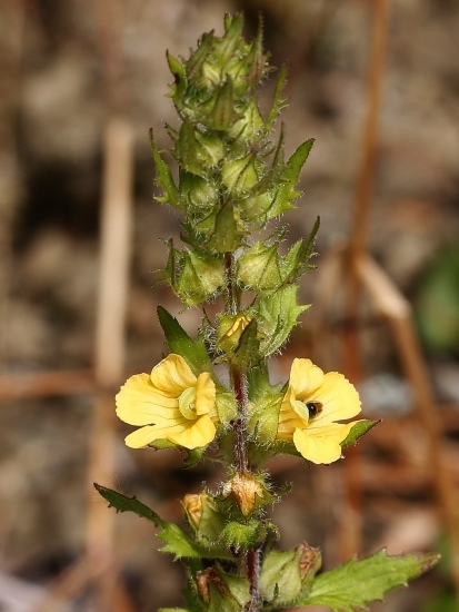 黑蒴 南投 杉林溪(1).jpg