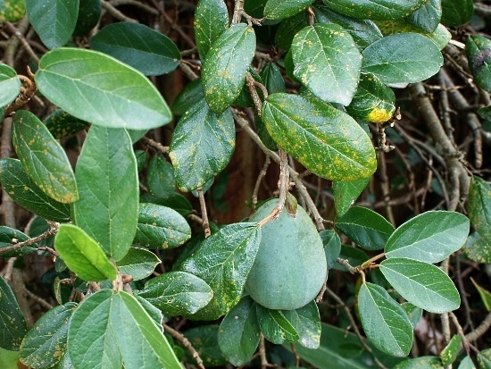 薜荔 梧棲街區.jpg