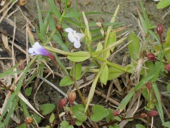 蘭豬耳amp;泥花草 東北角海岸 萊萊.jpg