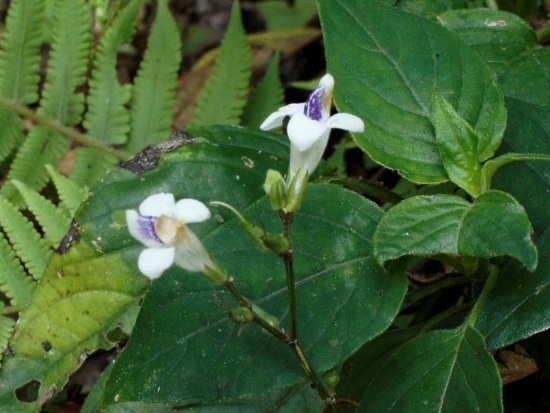 小花寬葉馬偕花 南投 日月潭 頭社.jpg