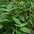 小花寬葉馬偕花 陽明山國家公園 夢幻湖.jpg