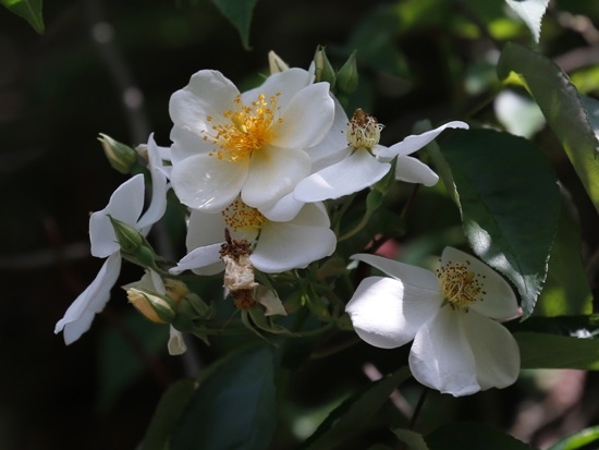 山薔薇 台中 大雪山林道(1).jpg