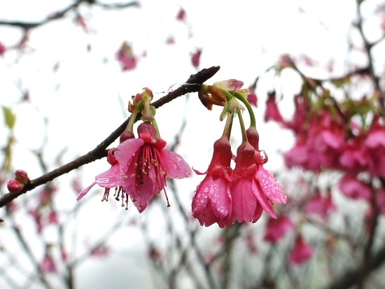 山櫻花 陽明山國家公園 紗帽山.jpg