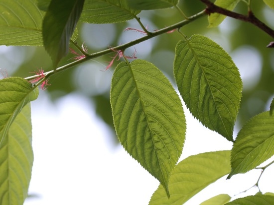 山櫻花 新北 烏來(1).jpg